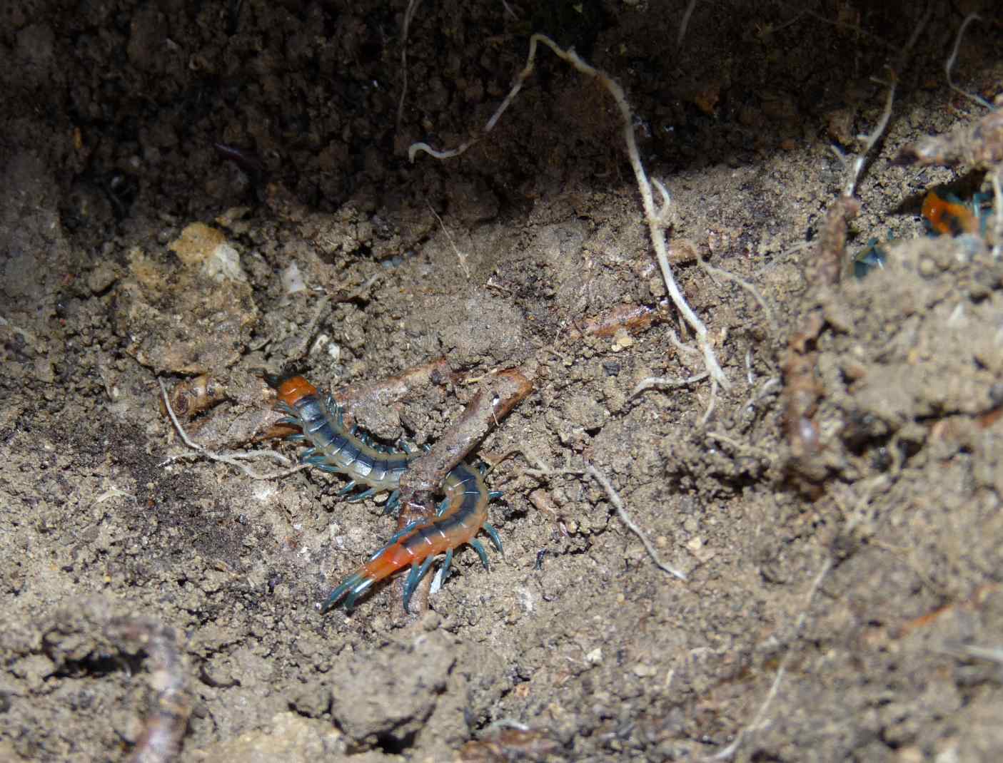 domanda: distribuzione Scolopendra cingulata